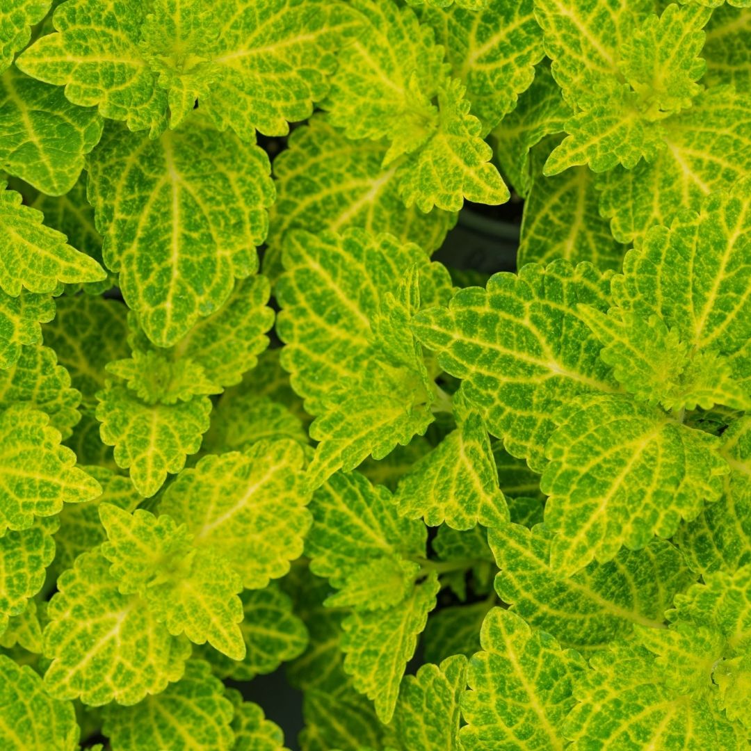 Coleus – Electric Lime – 6.5″ Pot